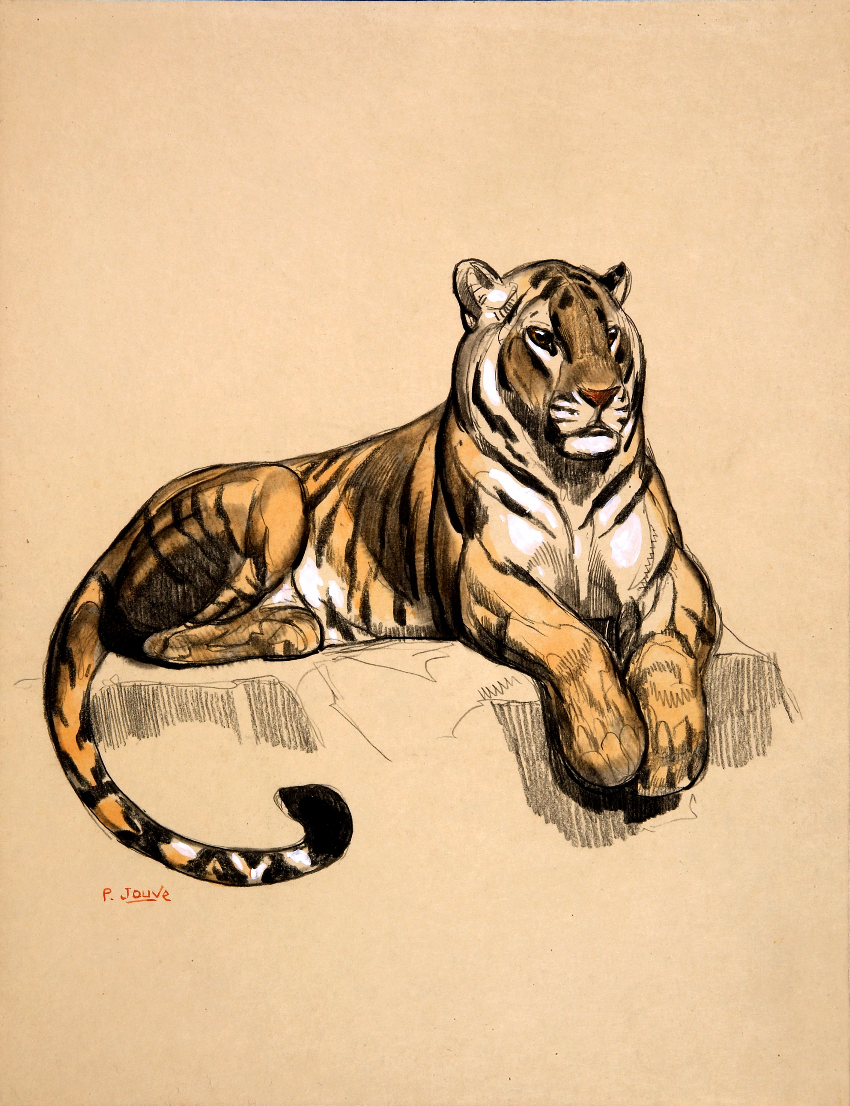 Tiger lying, 1925